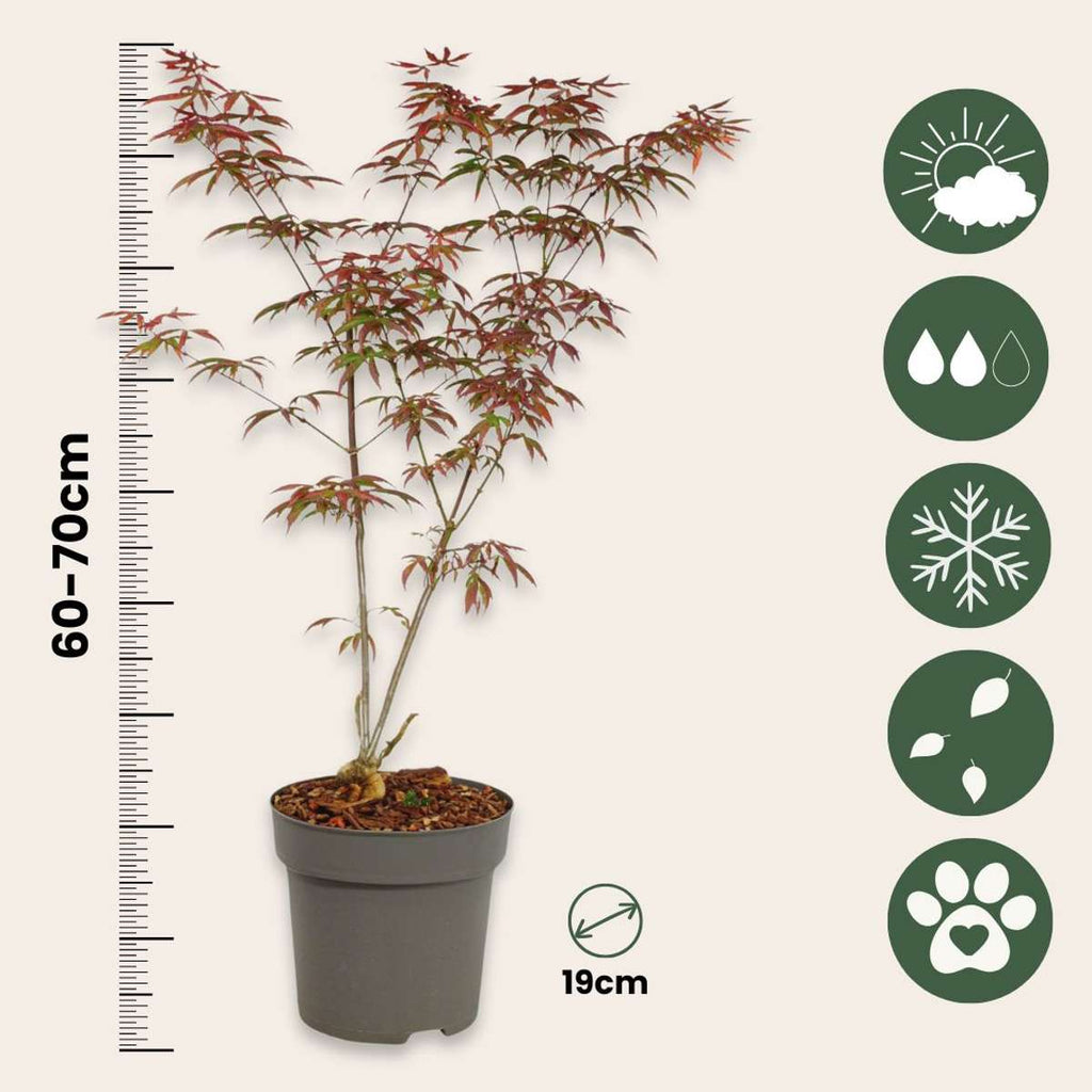 Japanese maple - Acer palmatum 'Starfish' - Height 60-70cm - ⌀19cm