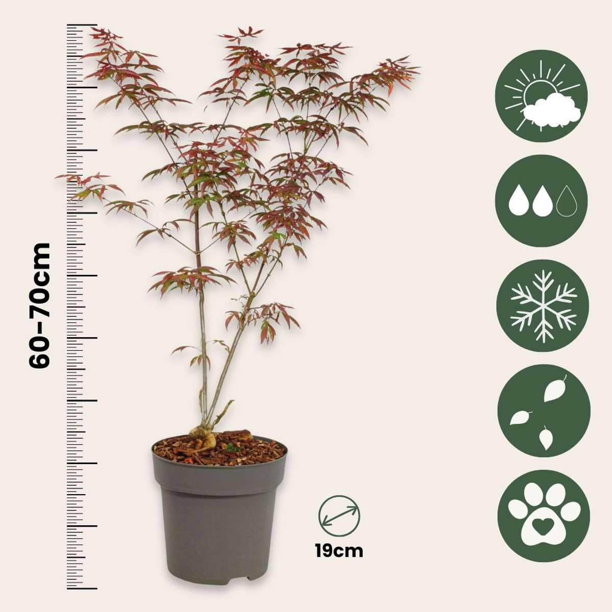 Japanese maple - Acer palmatum 'Starfish' - Height 60-70cm - ⌀19cm