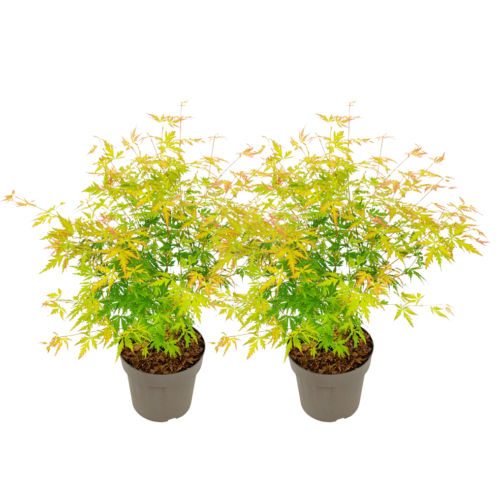 Japanese maple - 2 pcs. - Acer palmatum 'Orange Lace' - Height 60-70cm - ⌀19cm