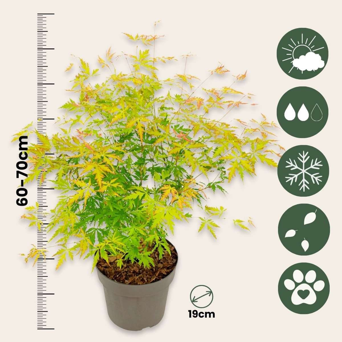 Japanese maple - 2 pcs. - Acer palmatum 'Orange Lace' - Height 60-70cm - ⌀19cm