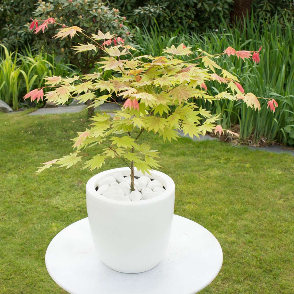 Japanese maple - Acer palmatum 'Moonrise' - Height 40-50cm - ⌀19cm