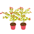 Japanese maple - 2 pcs. - Acer palmatum 'Moonrise' - Height 40-50cm - ⌀19cm
