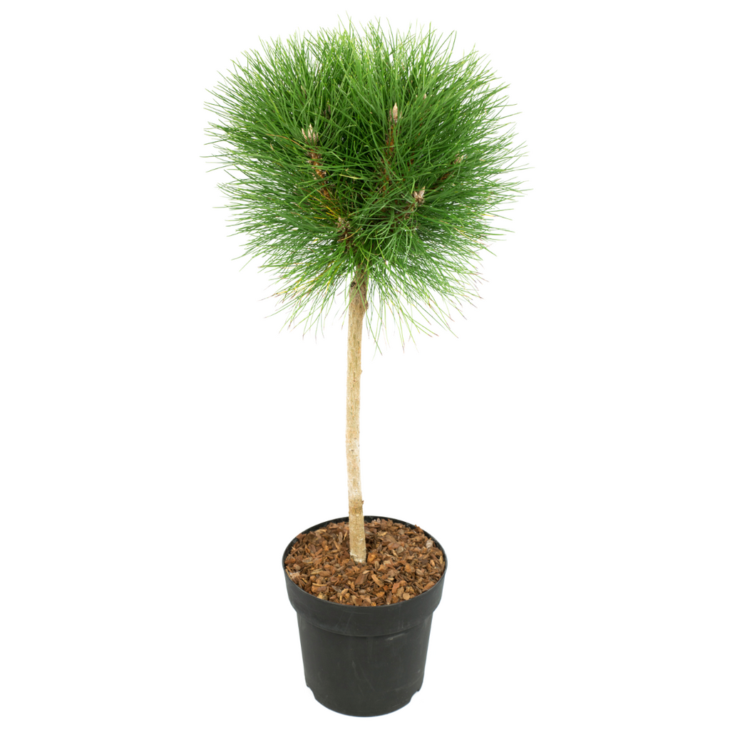 Pine - Pinus 'Summer Breeze' - Height 70-80cm - ⌀24cm