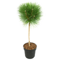 Pine - Pinus 'Summer Breeze' - Height 70-80cm - ⌀24cm
