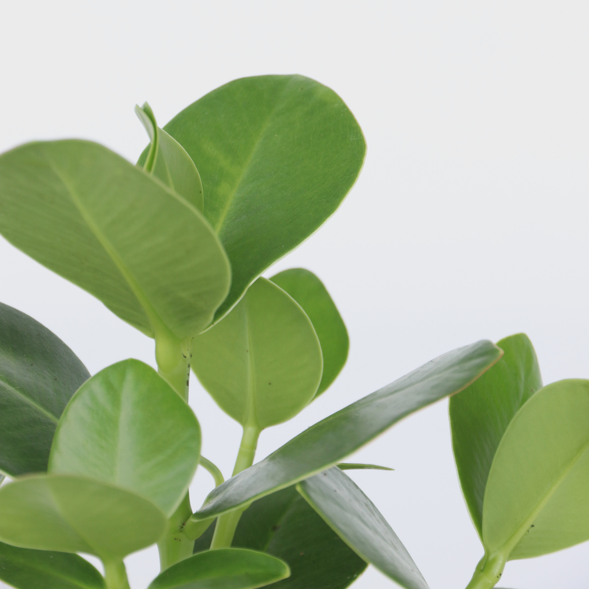 Autograph tree - Clusia rosea 'Princess' - Height 25-35cm - ⌀12cm