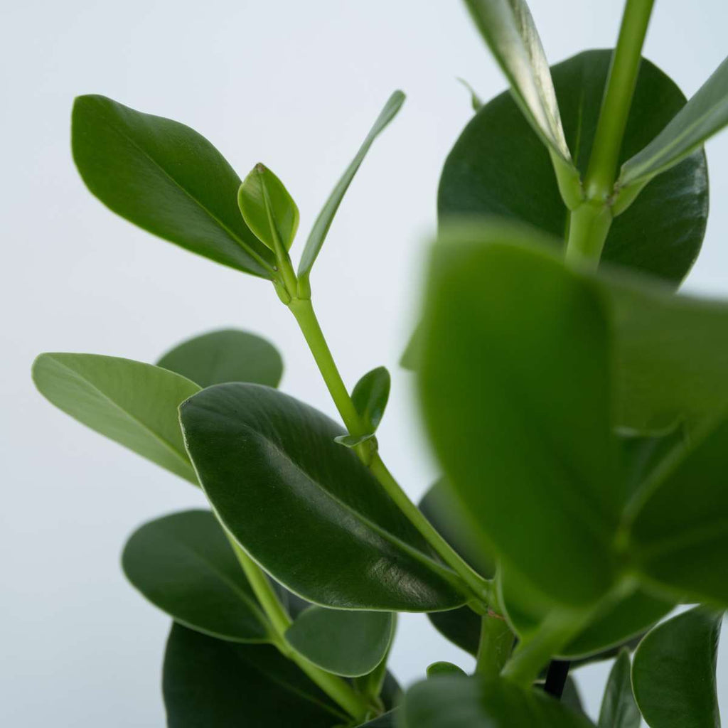 Autograph tree - Clusia rosea 'Princess' - Height 25-35cm - ⌀12cm