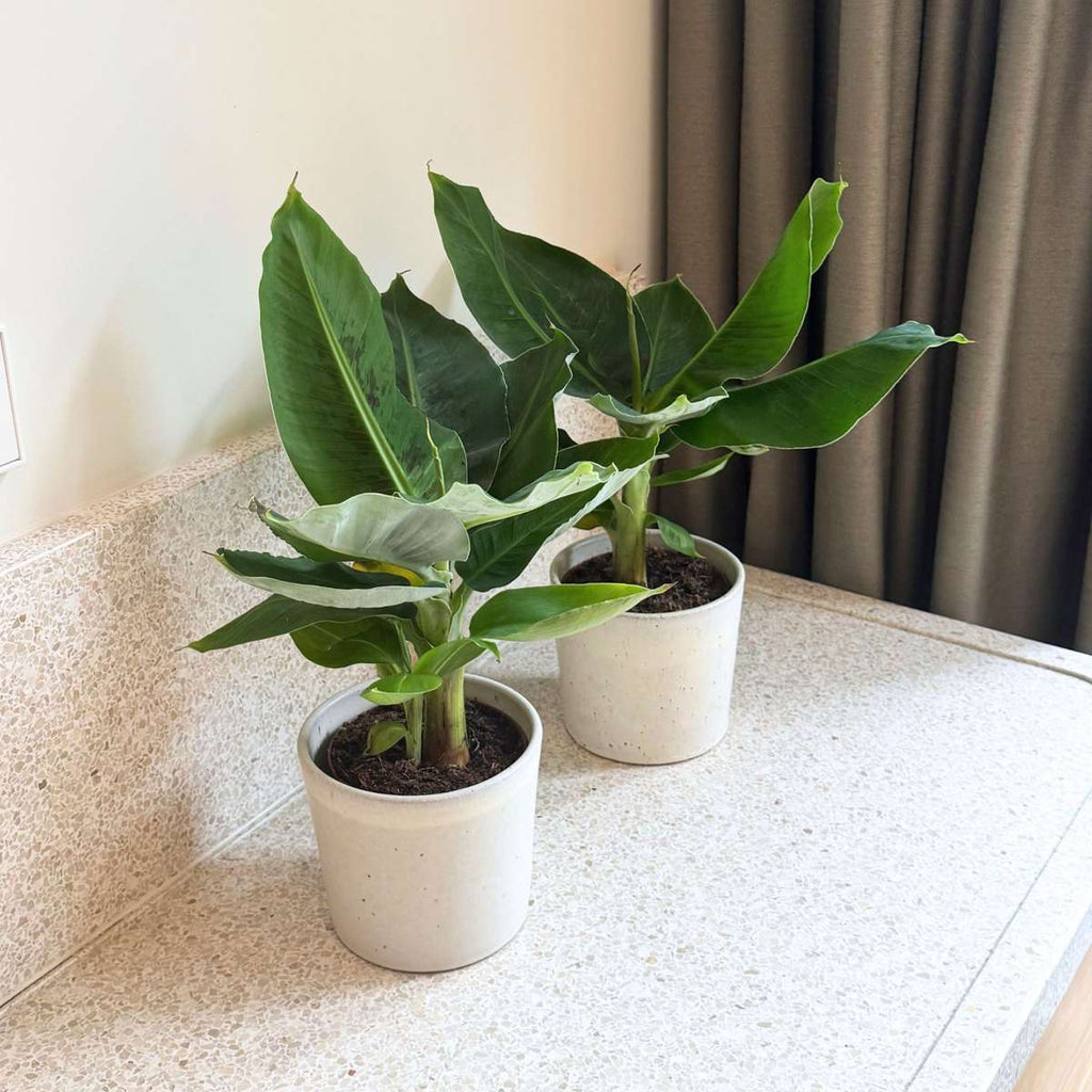 Banana Plant - 2 pcs. - Musa 'Oriental Dwarf' - Height 25-40cm - ⌀12cm