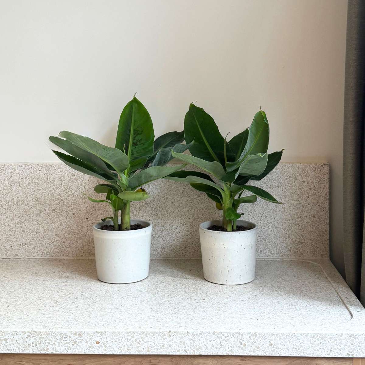 Banana Plant - 2 pcs. - Musa 'Oriental Dwarf' - Height 25-40cm - ⌀12cm