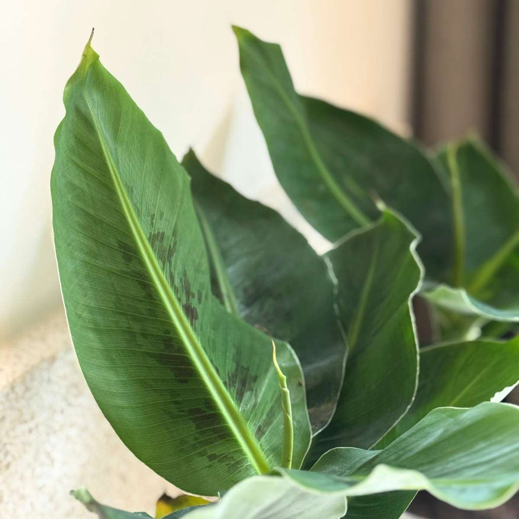 Banana Plant - 2 pcs. - Musa 'Oriental Dwarf' - Height 25-40cm - ⌀12cm