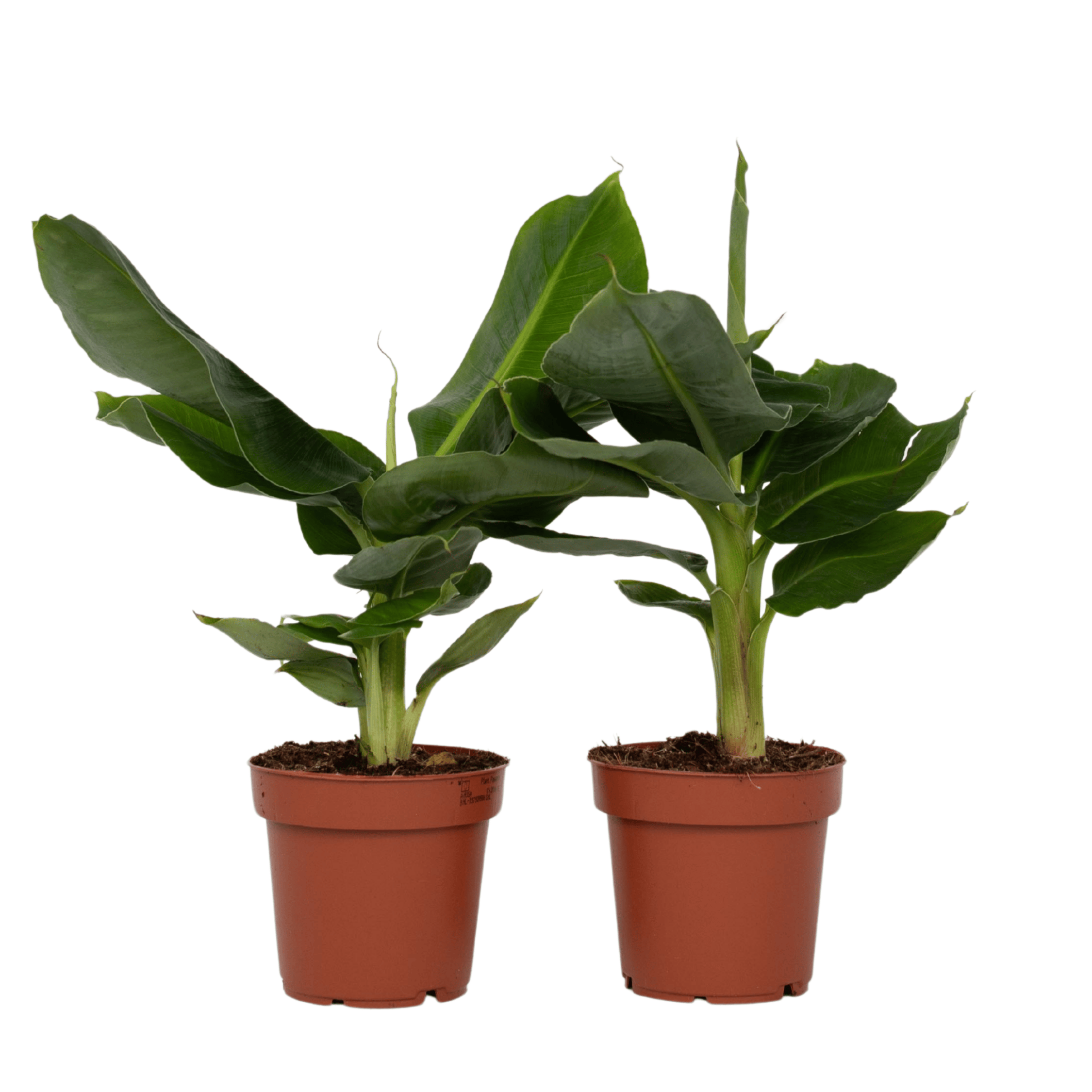 Banana Plant - 2 pcs. - Musa 'Oriental Dwarf' - Height 25-40cm - ⌀12cm