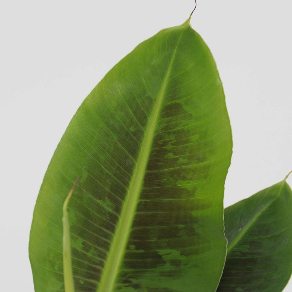 Banana Plant - 4 pcs. - Musa 'Oriental Dwarf' - Height 25-40cm - ⌀12cm