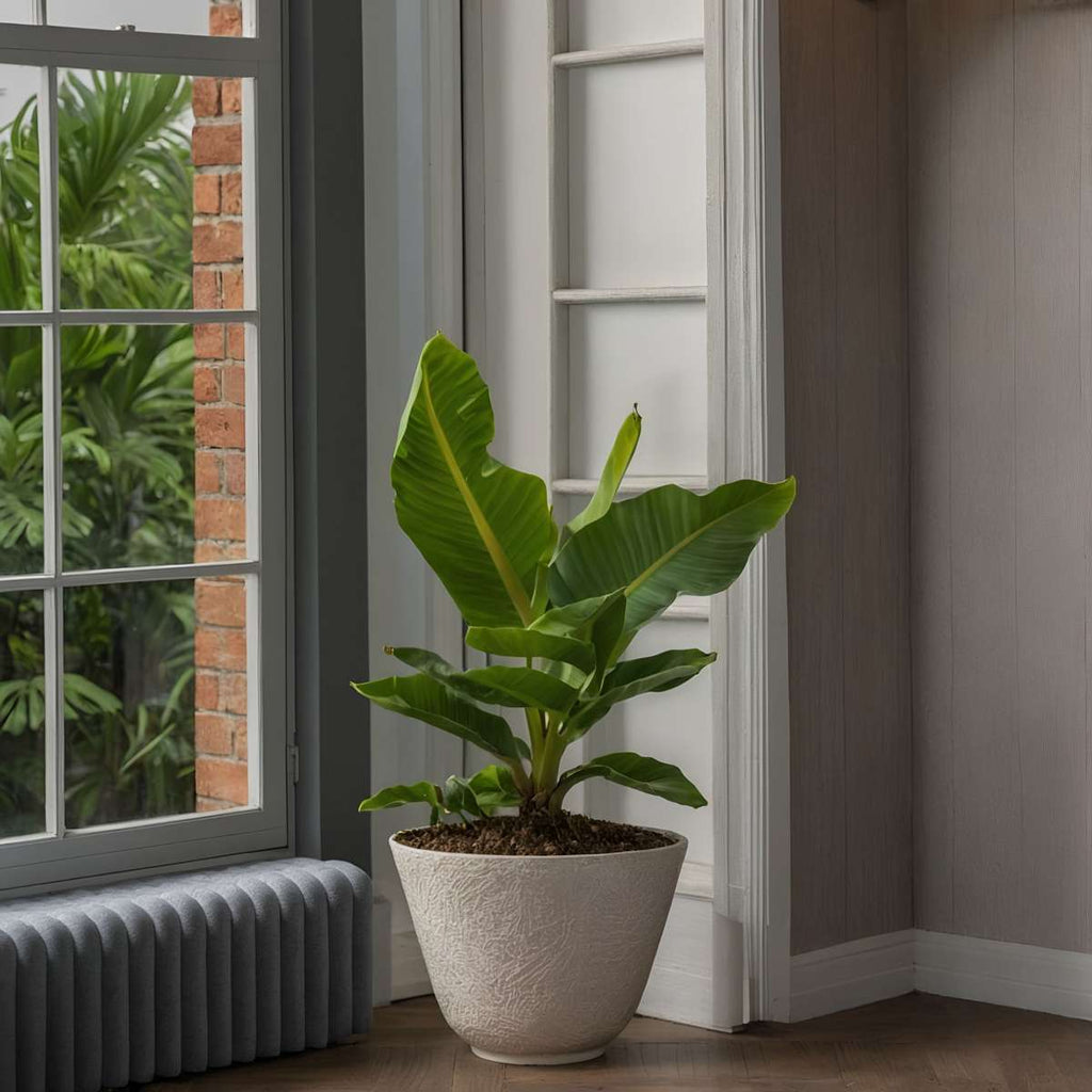 Banana Plant - Musa 'Oriental Dwarf' - Height 25-40cm - ⌀12cm