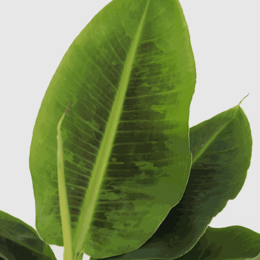 Banana Plant - Musa 'Oriental Dwarf' - Height 25-40cm - ⌀12cm