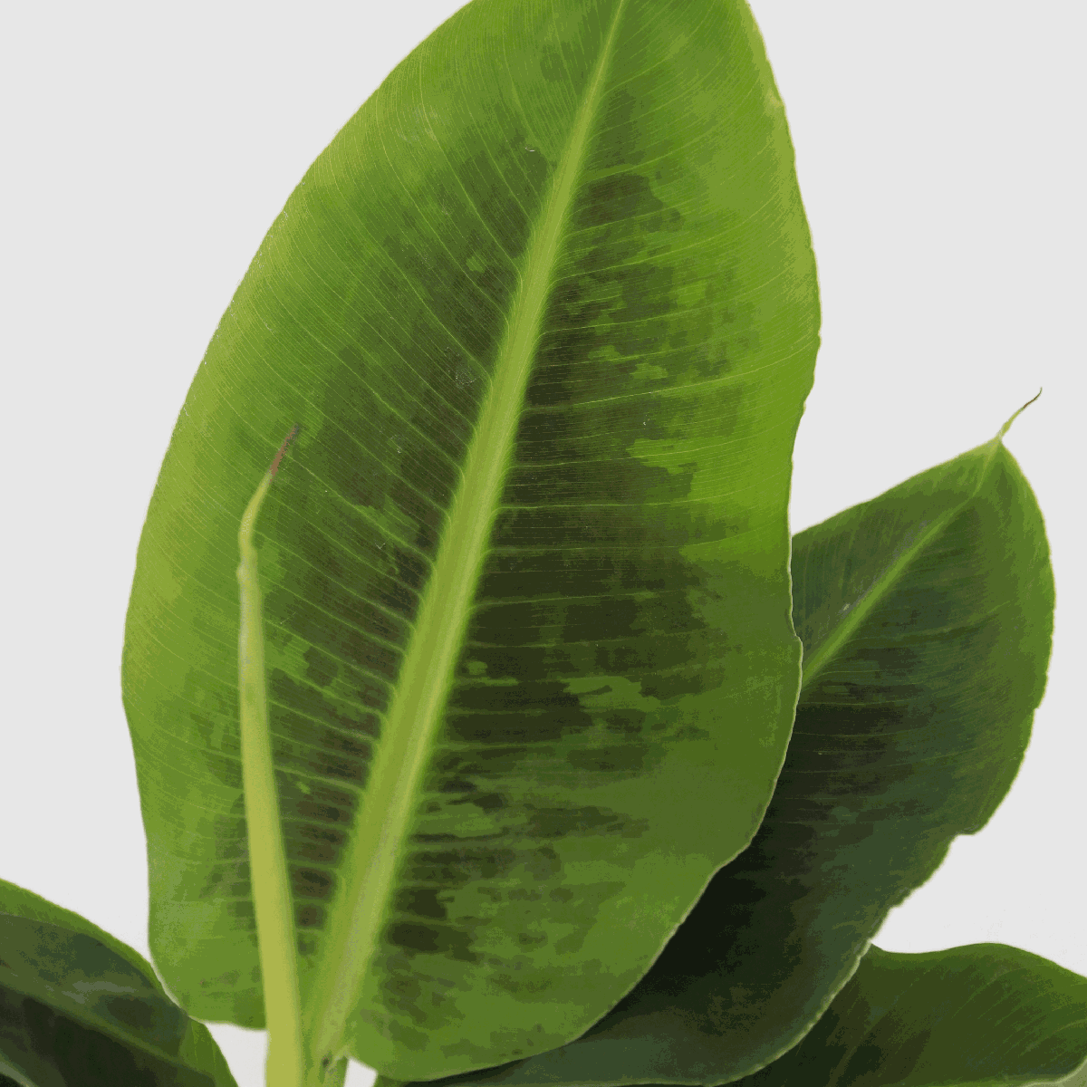 Banana Plant - Musa 'Oriental Dwarf' - Height 25-40cm - ⌀12cm