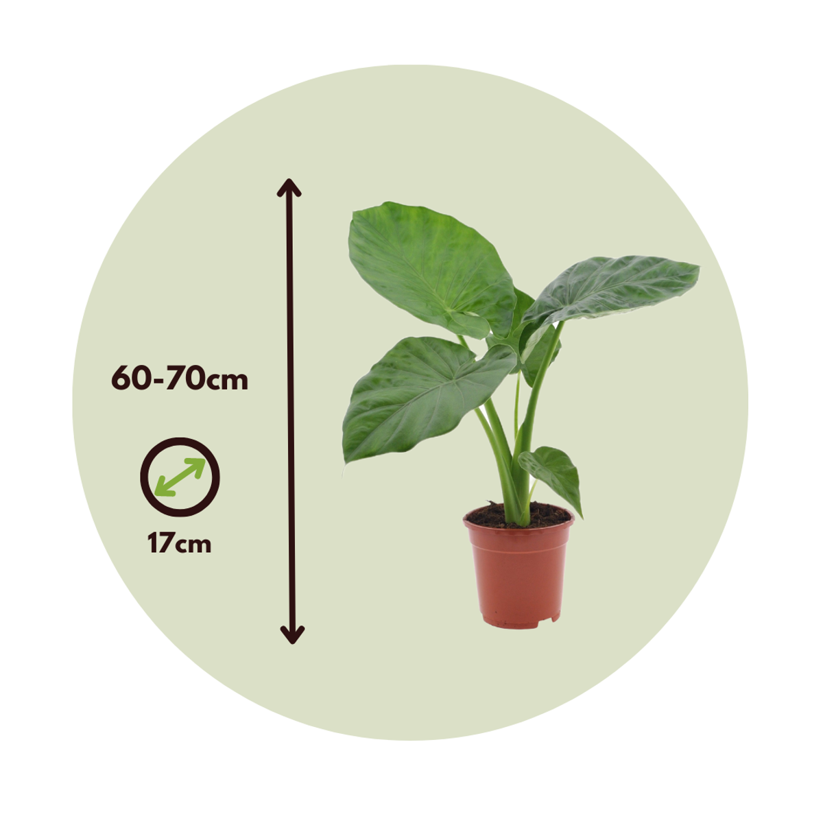 Elephant's Ear - 4 pcs. - Alocasia 'Macrorrhizos' - Height 60-70cm - ⌀17cm