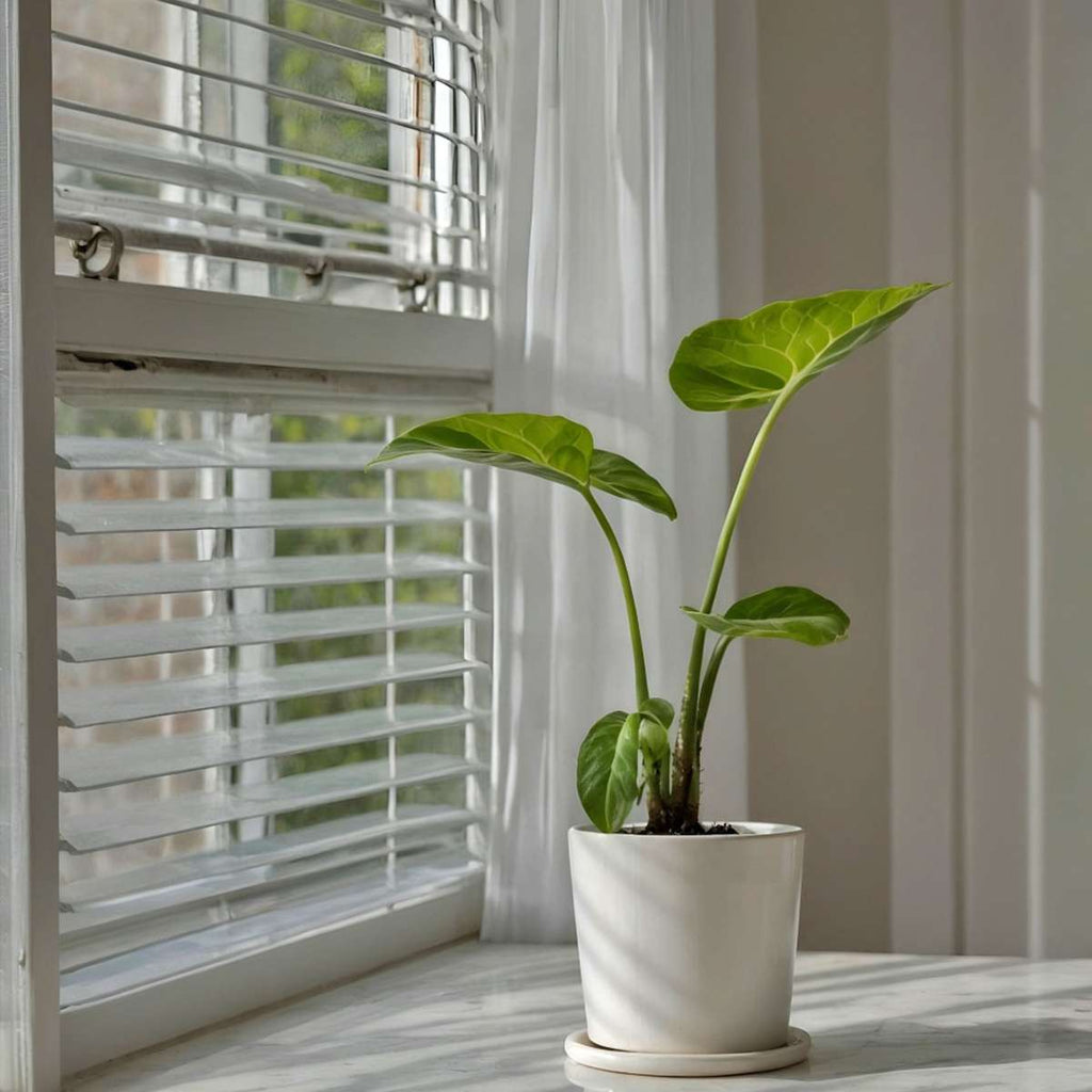 Elephant's Ear - 2 pcs. - Alocasia 'Macrorrhizos' - Height 60-70cm - ⌀17cm