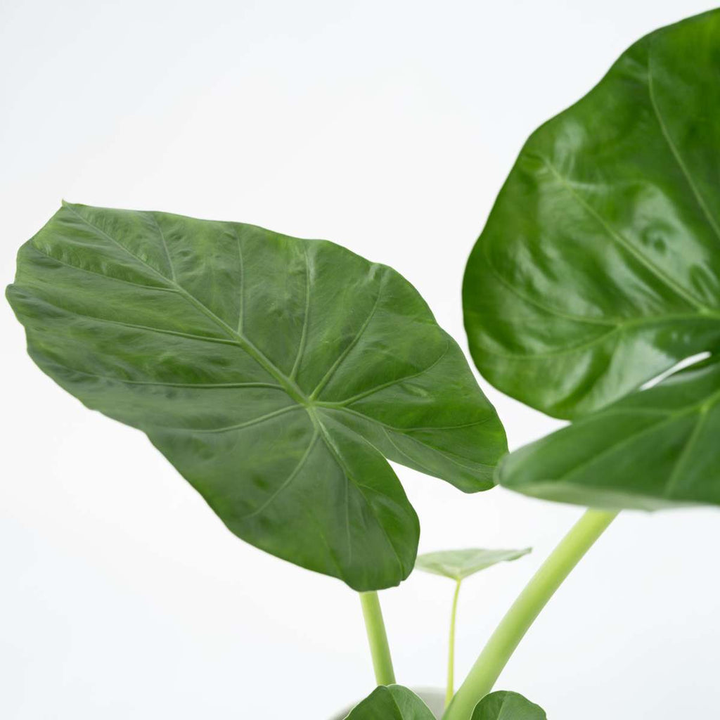 Elephant's Ear - 4 pcs. - Alocasia 'Macrorrhizos' - Height 60-70cm - ⌀17cm