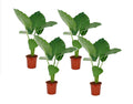 Elephant's Ear - 4 pcs. - Alocasia 'Macrorrhizos' - Height 60-70cm - ⌀17cm