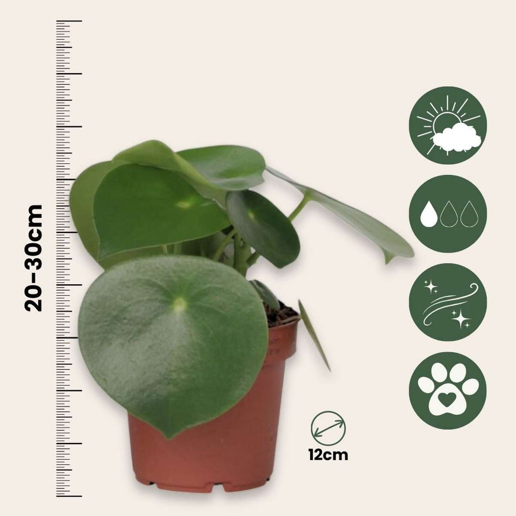 Chinese money plant - Peperomia polybotrya - Height 20-30cm - ⌀12cm