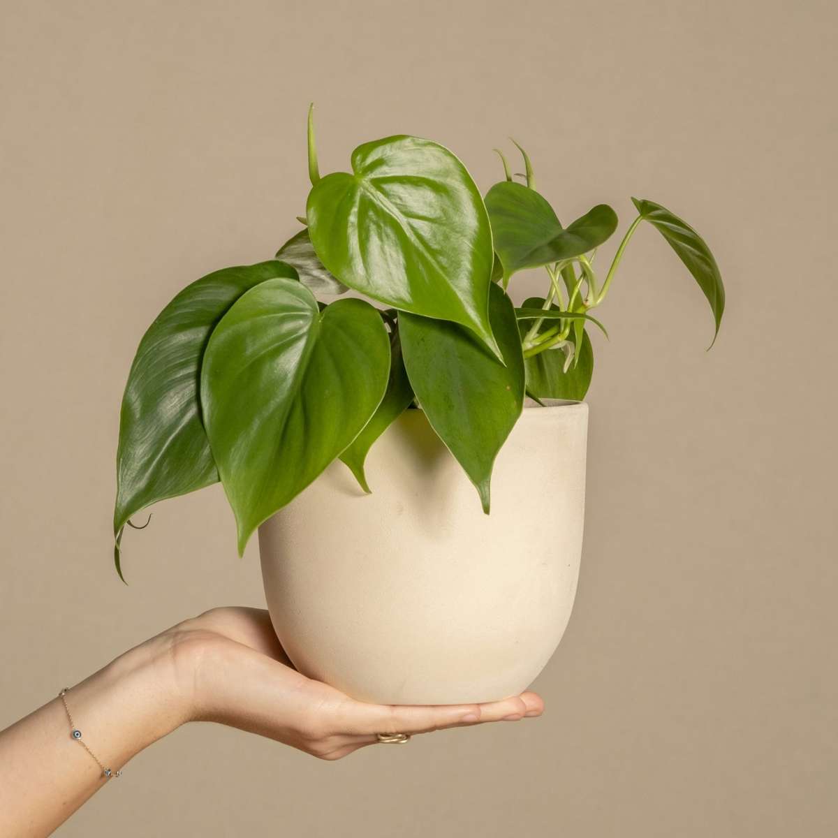 Chinese money plant - 4 pcs. - Peperomia polybotrya - Height 20-30cm - ⌀12cm
