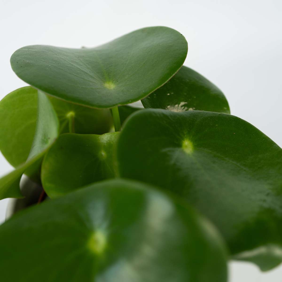 Chinese money plant - 4 pcs. - Peperomia polybotrya - Height 20-30cm - ⌀12cm