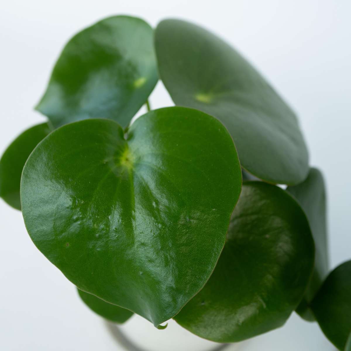 Chinese money plant - 4 pcs. - Peperomia polybotrya - Height 20-30cm - ⌀12cm