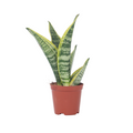 Snake plant - Sanseviera trifasciata 'Futura Superba' - Height 35-40cm - ⌀12cm