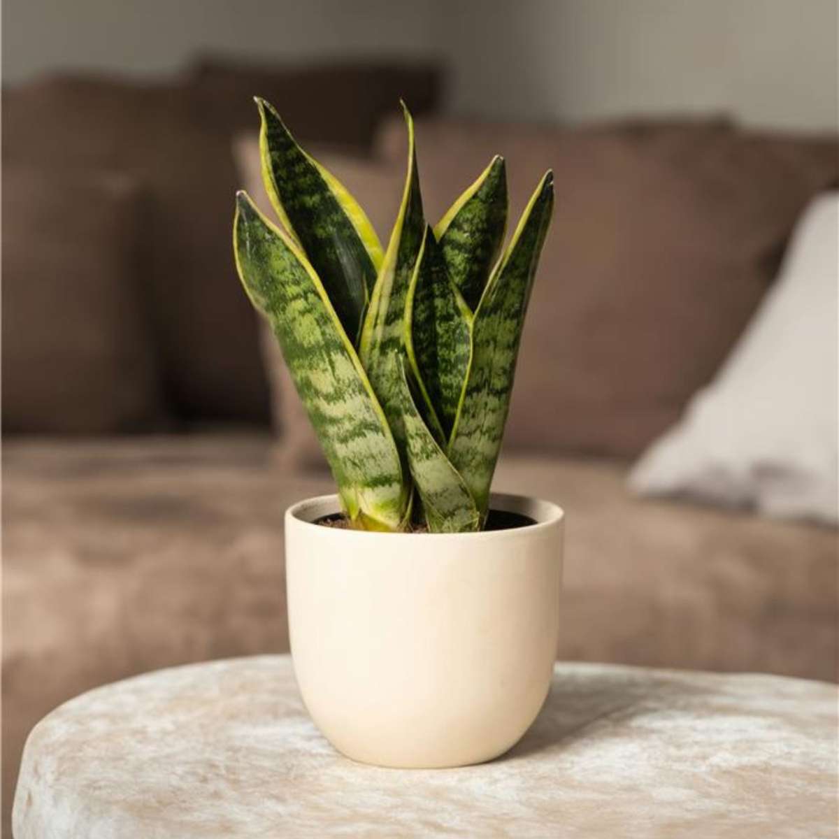 Snake plant - 2 pcs. - Sansevieria 'Futura Superba' - Height 35-40cm - ⌀12cm