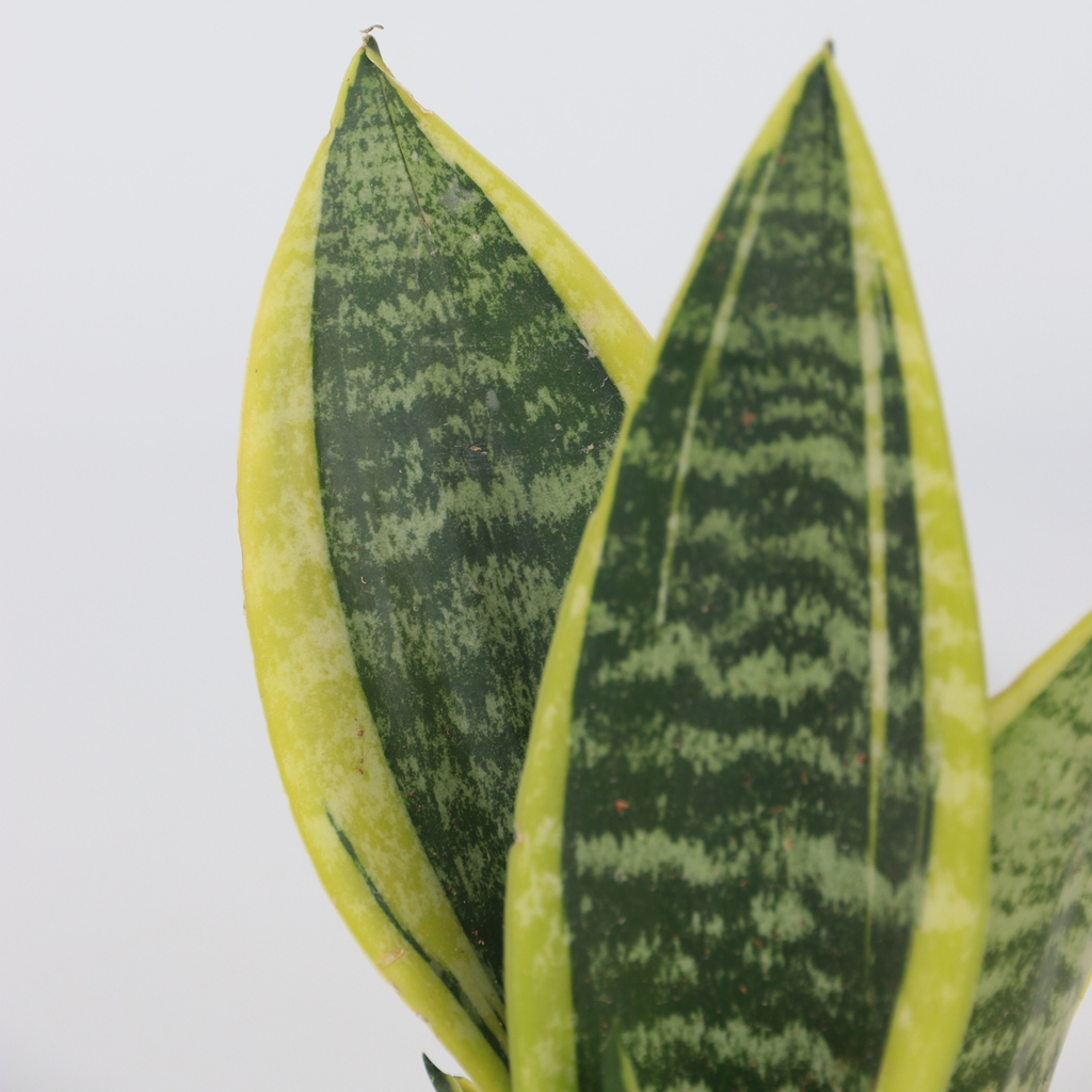 Snake plant - 2 pcs. - Sansevieria 'Futura Superba' - Height 35-40cm - ⌀12cm