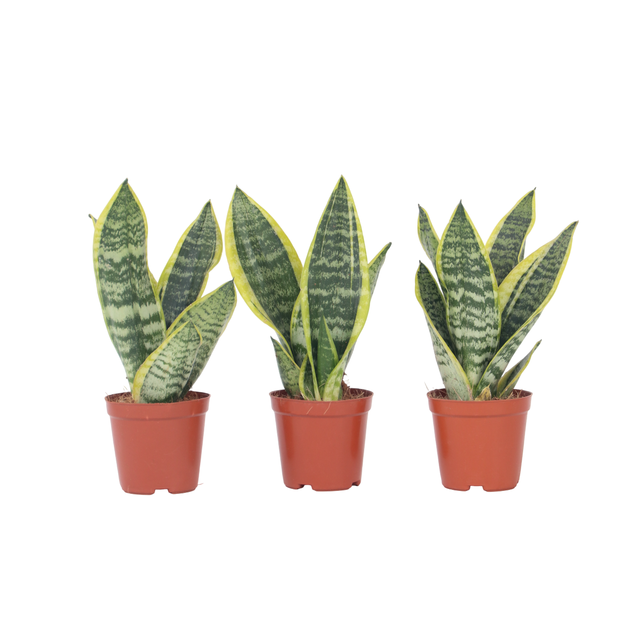 Snake plant - 3 pcs. - Sansevieria 'Futura Superba' - Height 35-40cm - ⌀12cm