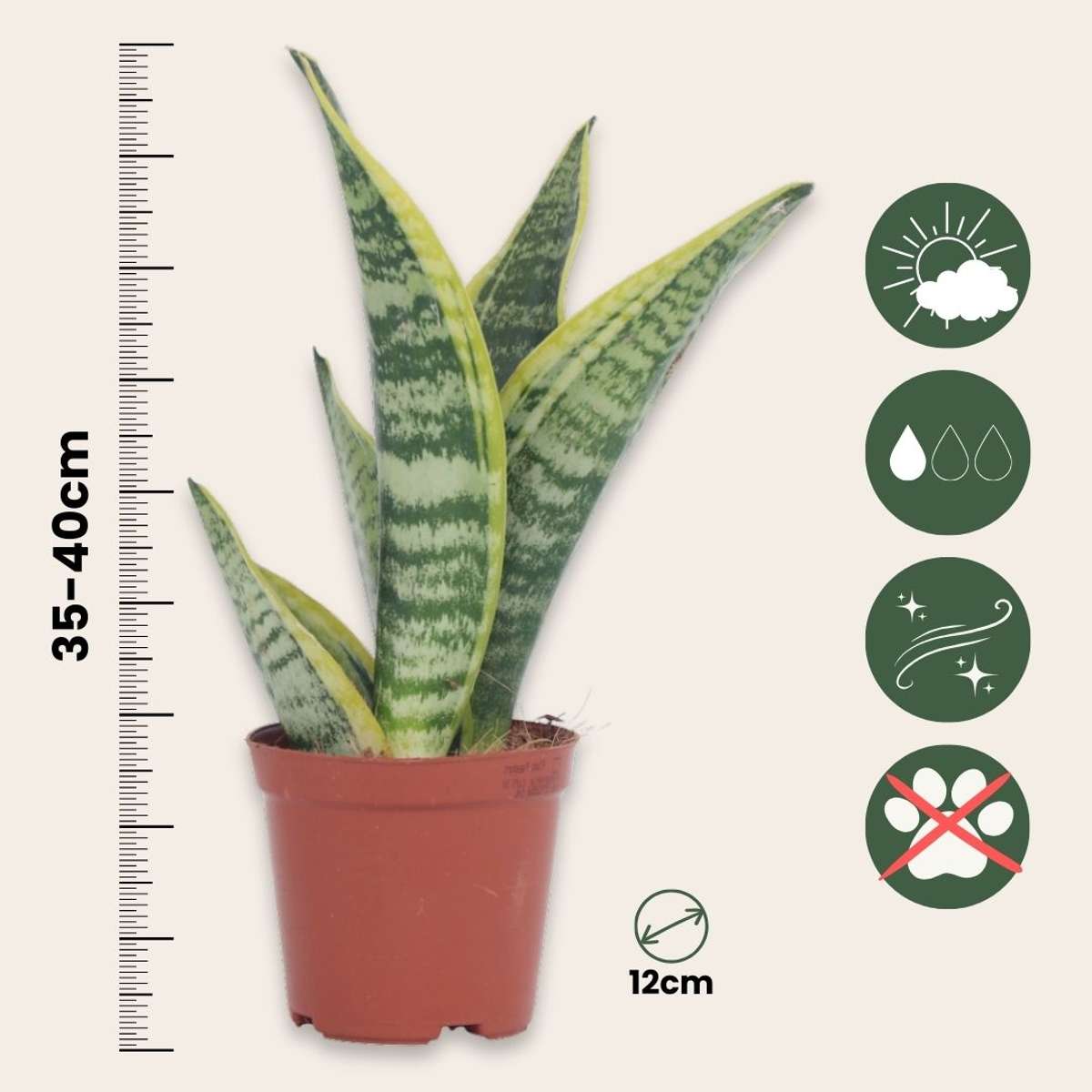 Snake plant - 3 pcs. - Sansevieria 'Futura Superba' - Height 35-40cm - ⌀12cm