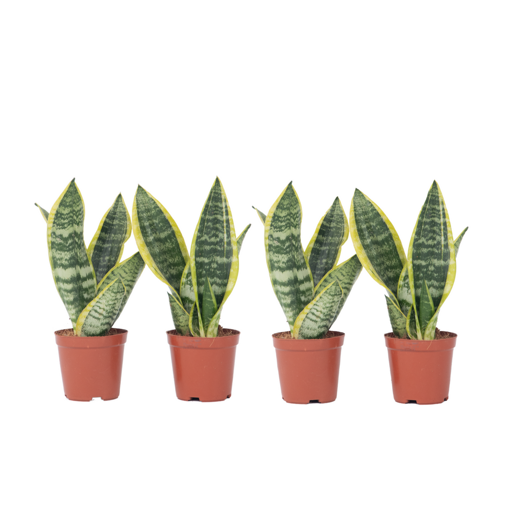 Snake plant - 4 pcs. - Sansevieria 'Futura Superba' - Height 35-40cm - ⌀12cm