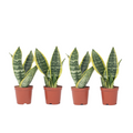 Snake plant - 4 pcs. - Sansevieria 'Futura Superba' - Height 35-40cm - ⌀12cm