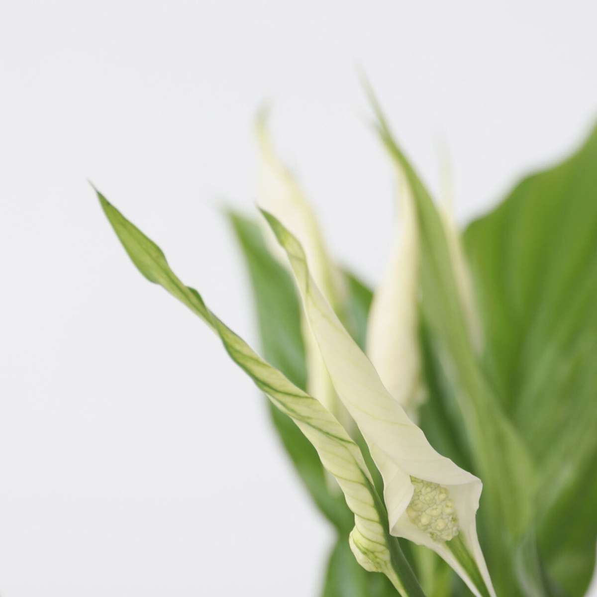 Peace lilly - 6 pcs. - Spathiphyllum 'Torelli' - Height 30-45cm - ⌀12cm