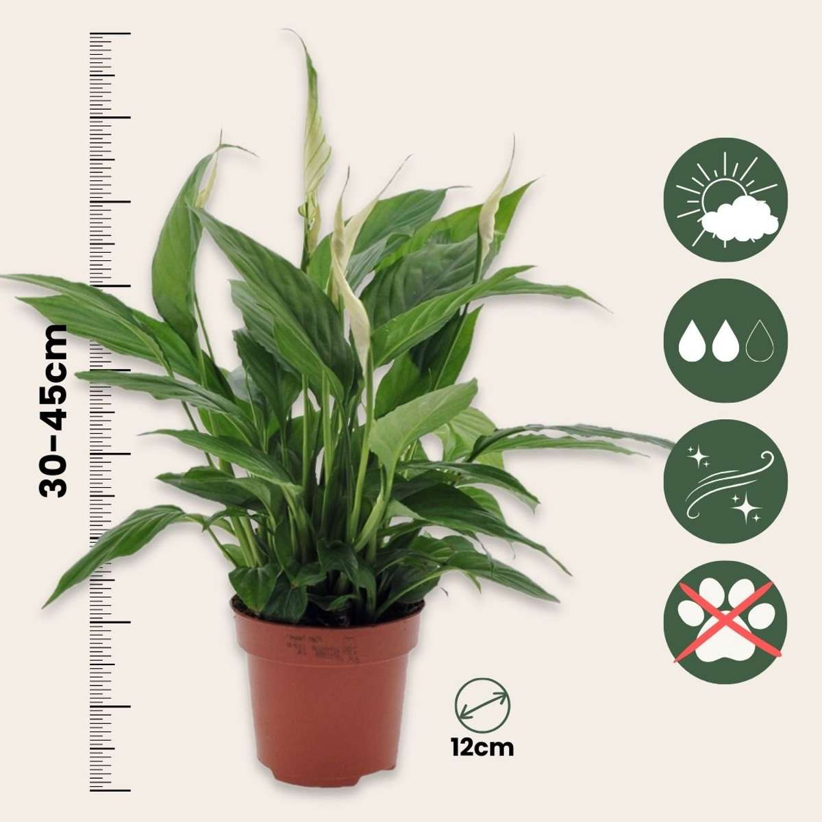 Peace lilly - 6 pcs. - Spathiphyllum 'Torelli' - Height 30-45cm - ⌀12cm
