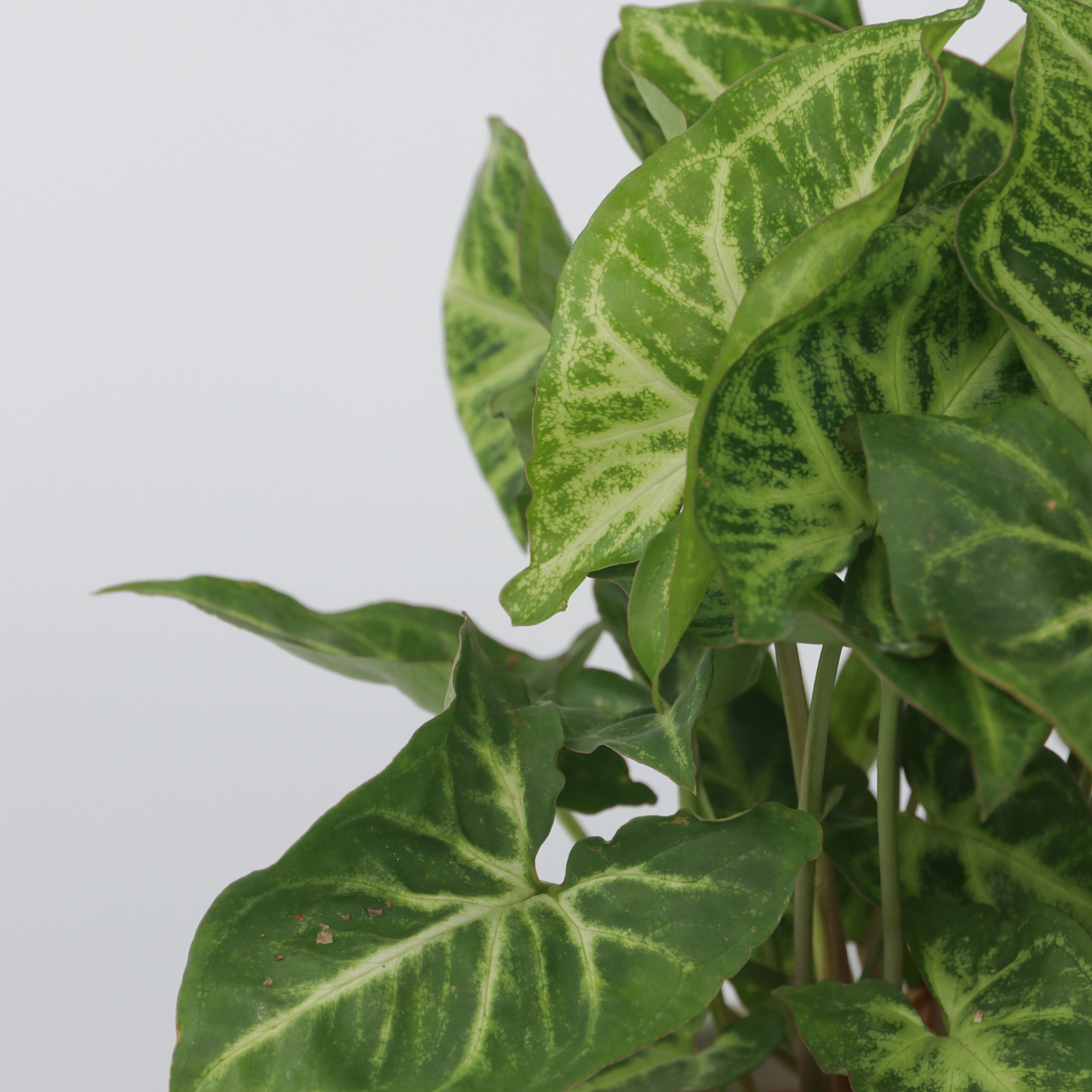 Arrowhead Plant Red Heart - Syngonium 'Pixie' - Height 25-40cm - ⌀12cm