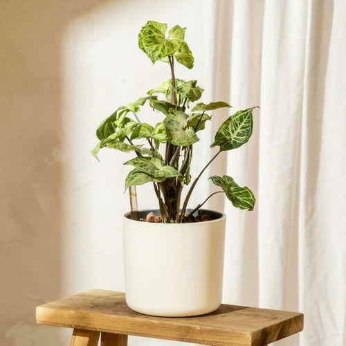 Arrowhead Plant Red Heart - 2 pcs. - Syngonium 'Pixie' - Height 25-40cm - ⌀12cm