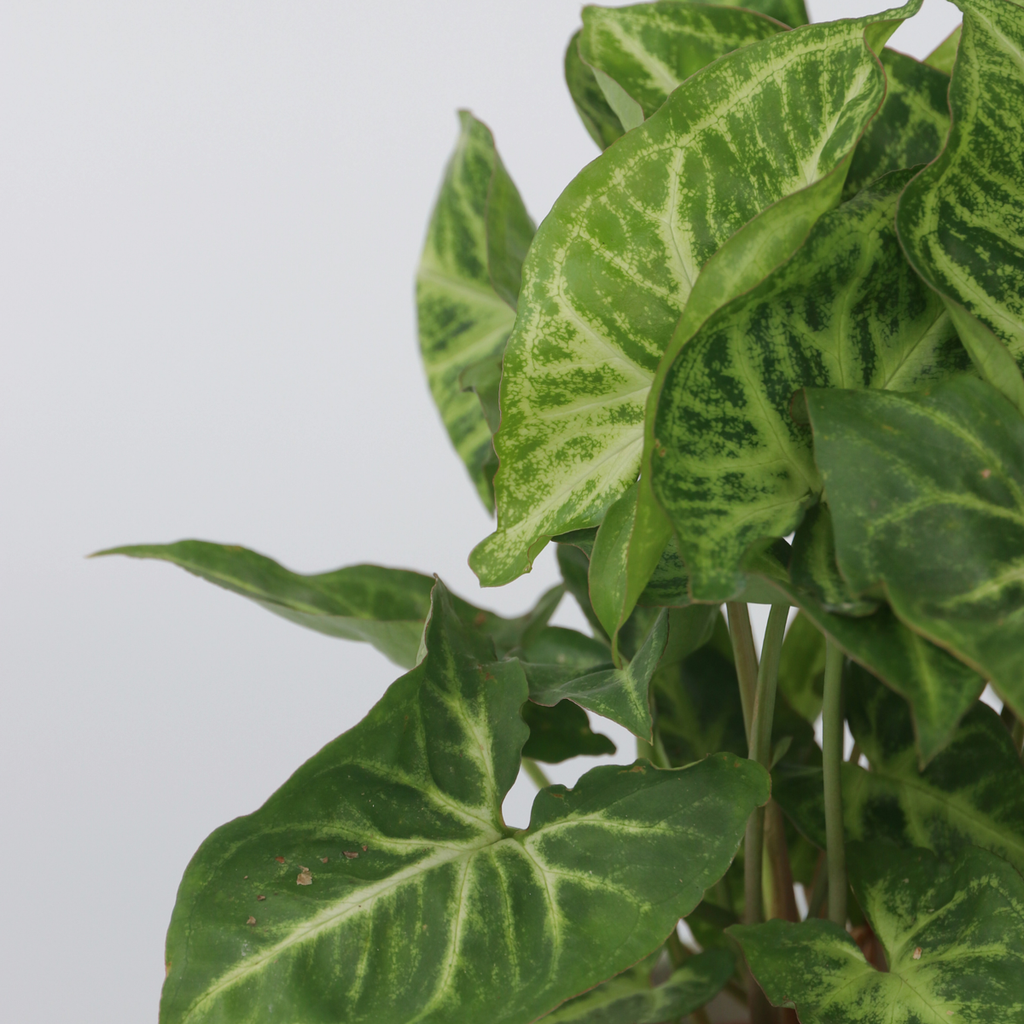 Arrowhead Plant Red Heart - 2 pcs. - Syngonium 'Pixie' - Height 25-40cm - ⌀12cm