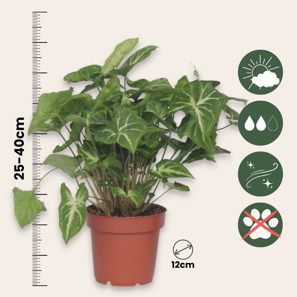 Arrowhead Plant Red Heart - 2 pcs. - Syngonium 'Pixie' - Height 25-40cm - ⌀12cm