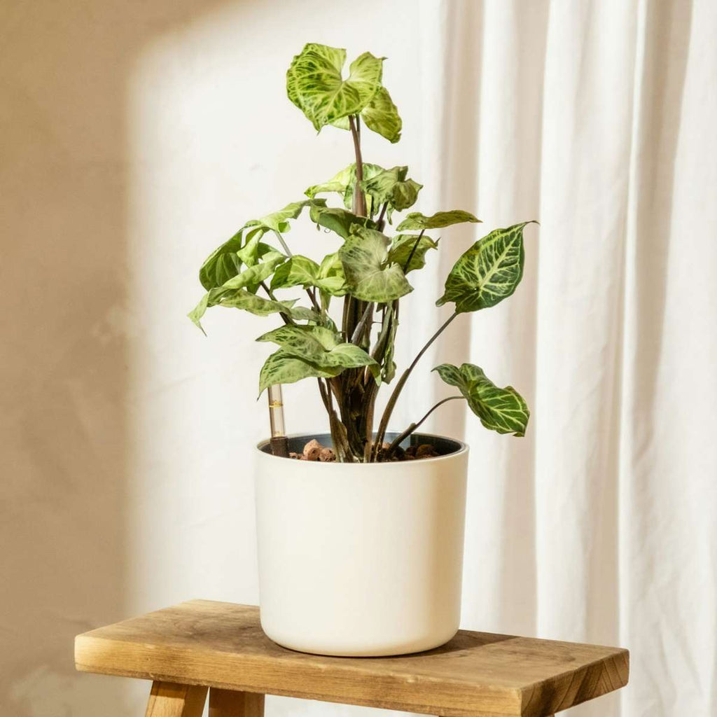 Arrowhead Plant Red Heart - 3 pcs. - Syngonium 'Pixie' - Height 25-40cm - ⌀12cm