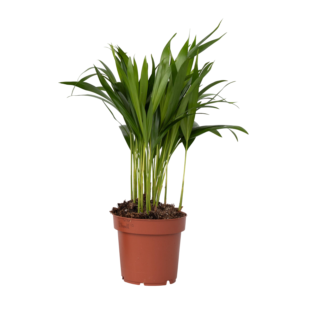Areca palm 'Golden Cane' - Dypsis lutescens - Height 30-45cm - ⌀12cm
