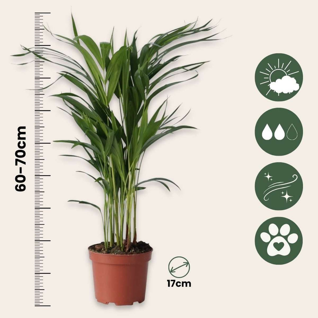 Areca palm 'Golden Cane' - Dypsis lutescens - Height 60-70cm - ⌀17cm