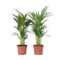 Areca palm 'Golden Cane' - 2 pcs. - Dypsis lutescens - Height 60-70cm - ⌀17cm