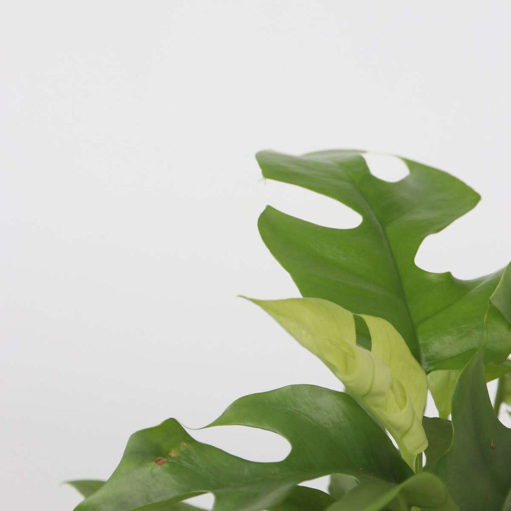 Monstera Minima - Rhaphidophora tetrasperma - Height 20-30cm - ⌀12cm