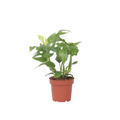 Monstera Minima - Rhaphidophora tetrasperma - Height 20-30cm - ⌀12cm