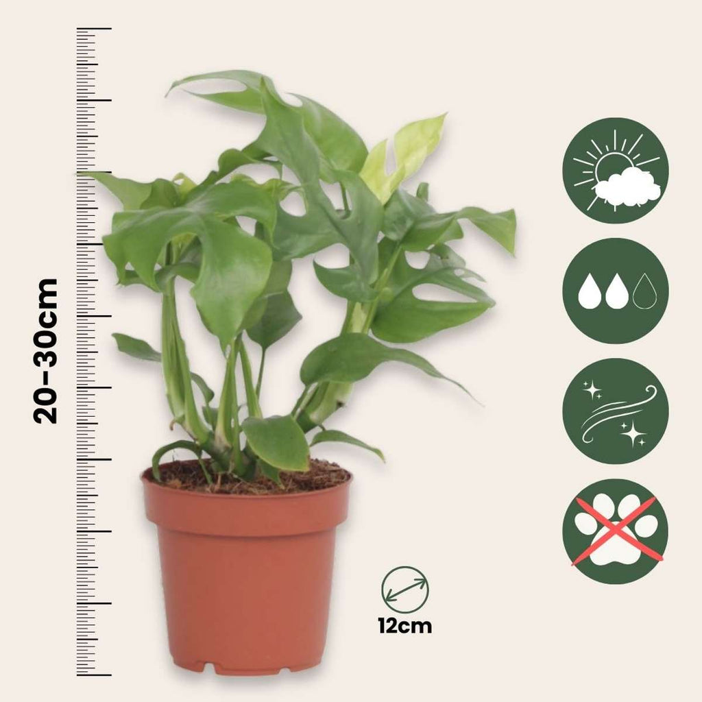 Monstera Minima - Rhaphidophora tetrasperma - Height 20-30cm - ⌀12cm