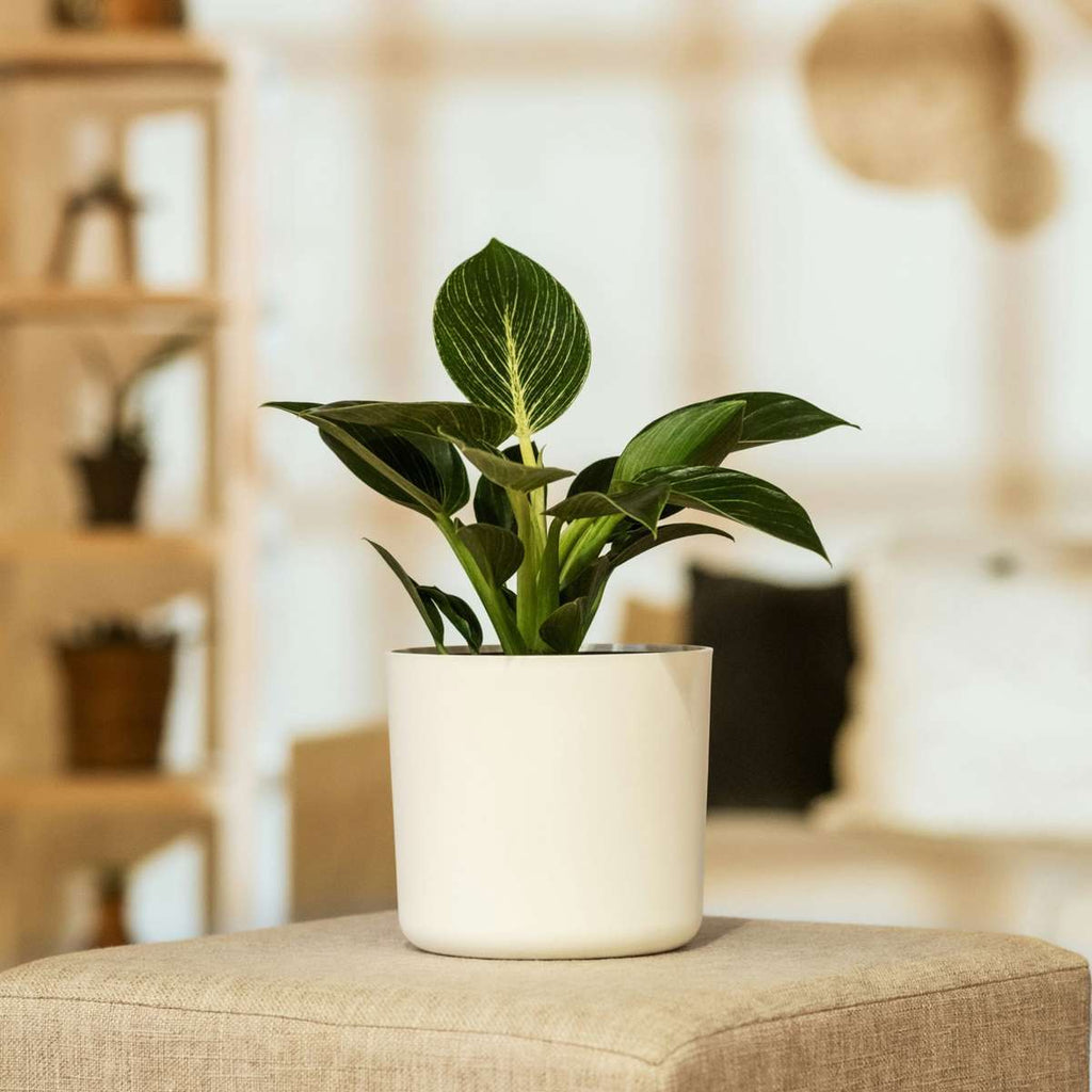 Sweetheart Plant - Philodendron 'White Wave' - Height 25-40cm - ⌀12cm