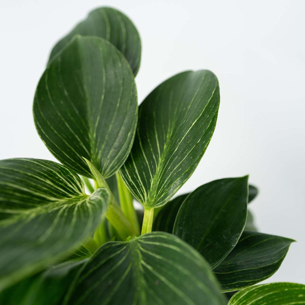 Sweetheart Plant - Philodendron 'White Wave' - Height 25-40cm - ⌀12cm