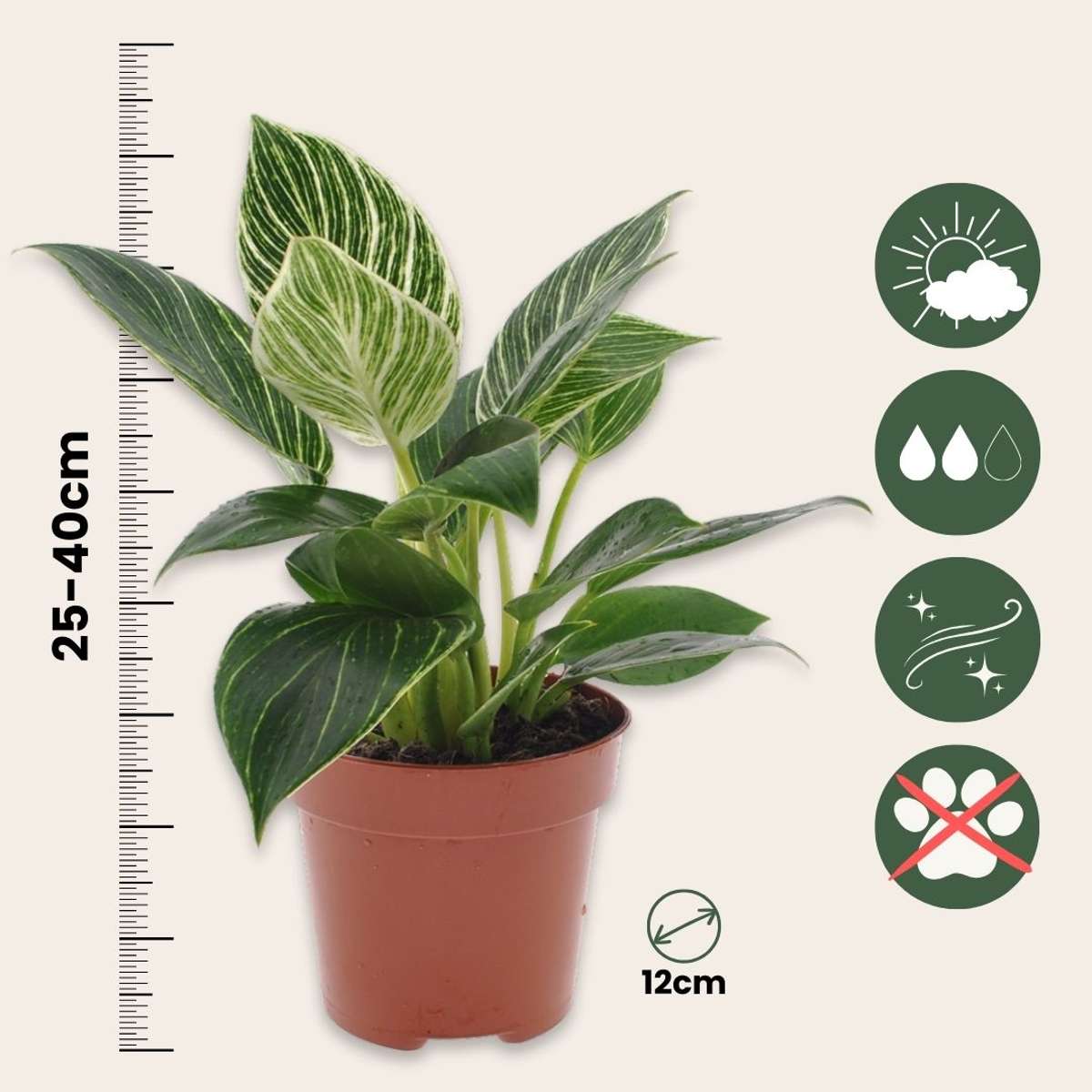 Sweetheart Plant - Philodendron 'White Wave' - Height 25-40cm - ⌀12cm