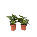 Sweetheart Plant - 2 pcs. - Philodendron 'White Wave' - Height 25-40cm - ⌀12cm